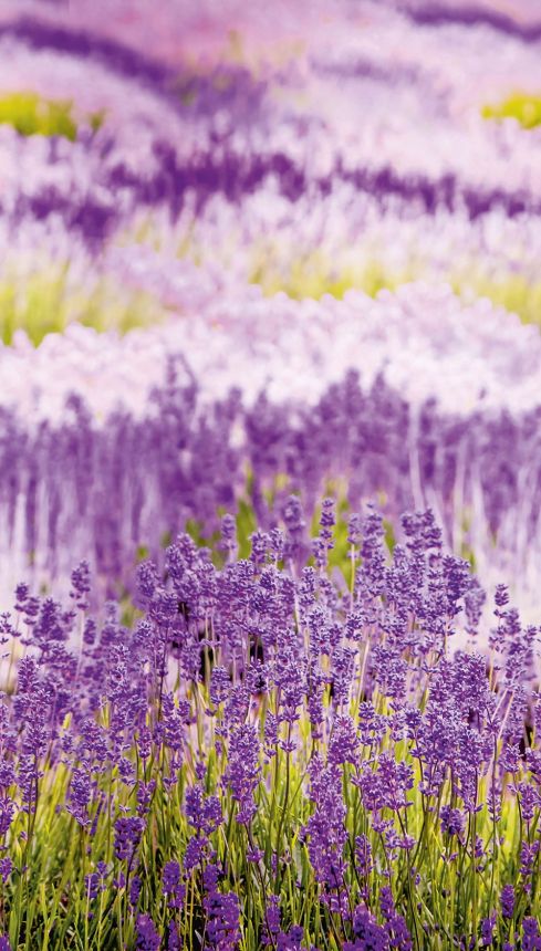 Fototapete Provence Lavendel A35901, 159 x 280 cm, Organiser, Murals, Grandeco