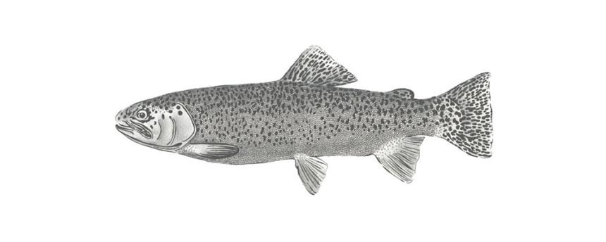 Vlies Fototapete Fisch 158933, 250x100cm, Black & White, Esta