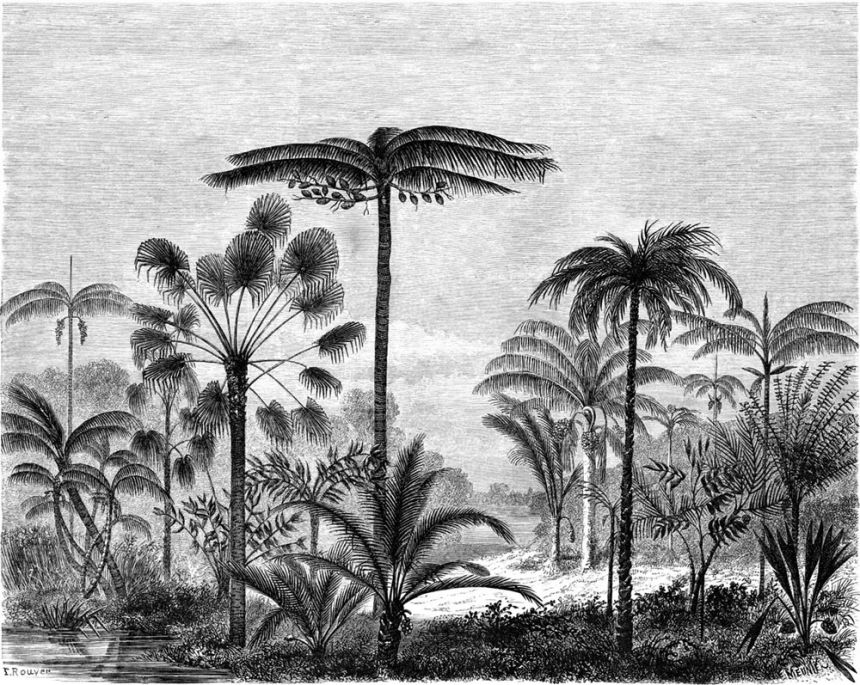 Schwarz-weiß Fototapete - Dschungel, Palmen, Tapete Wandbilder 158952, 350x279cm, Paradise, Esta