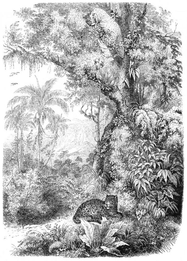 Schwarz-weiß Fototapete - Leopard im Dschungel, Tapete Wandbilder 158945, 200x279cm, Paradise, Esta